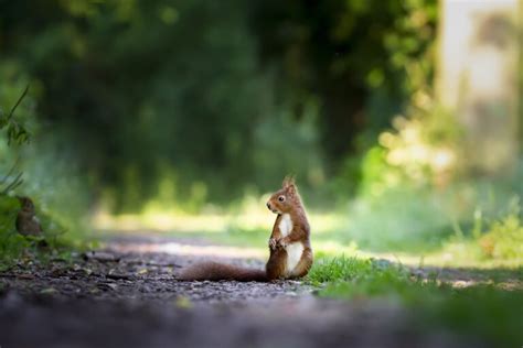 Krafttier Eichhörnchen Bedeutung: Was charakterisiert .